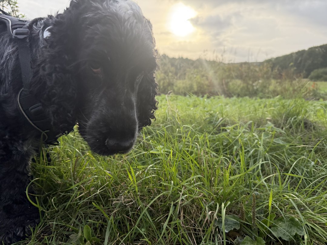 Sort hund i det høje græs på landet