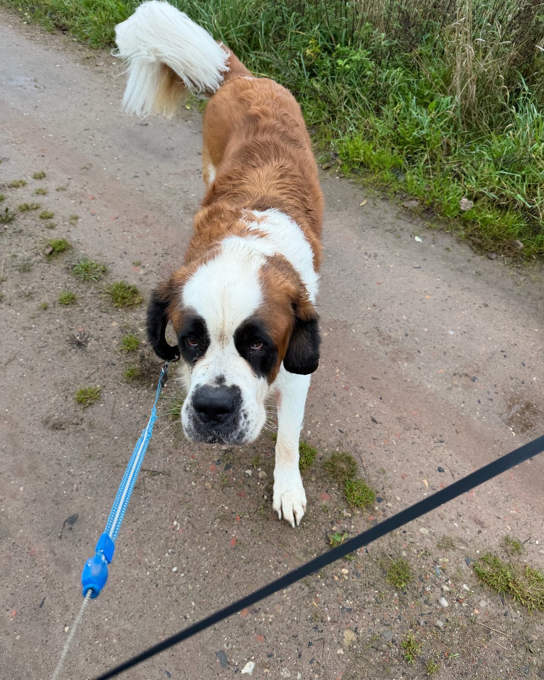 Stor hund i snor på gåtur ad grusvejen
